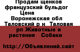 Продам щенков французский бульдог › Цена ­ 15 000 - Воронежская обл., Таловский р-н, Таловая рп Животные и растения » Собаки   